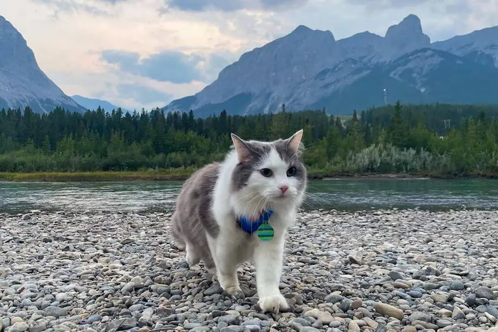 Gary the adventure cat