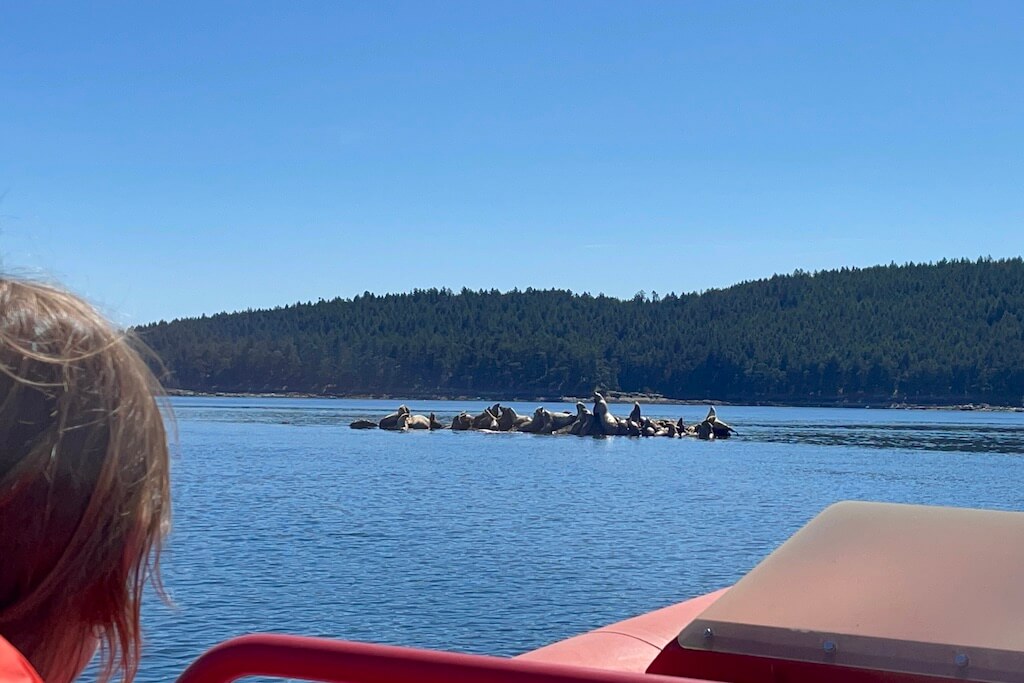 salt spring islands wildlife tour with sea lions