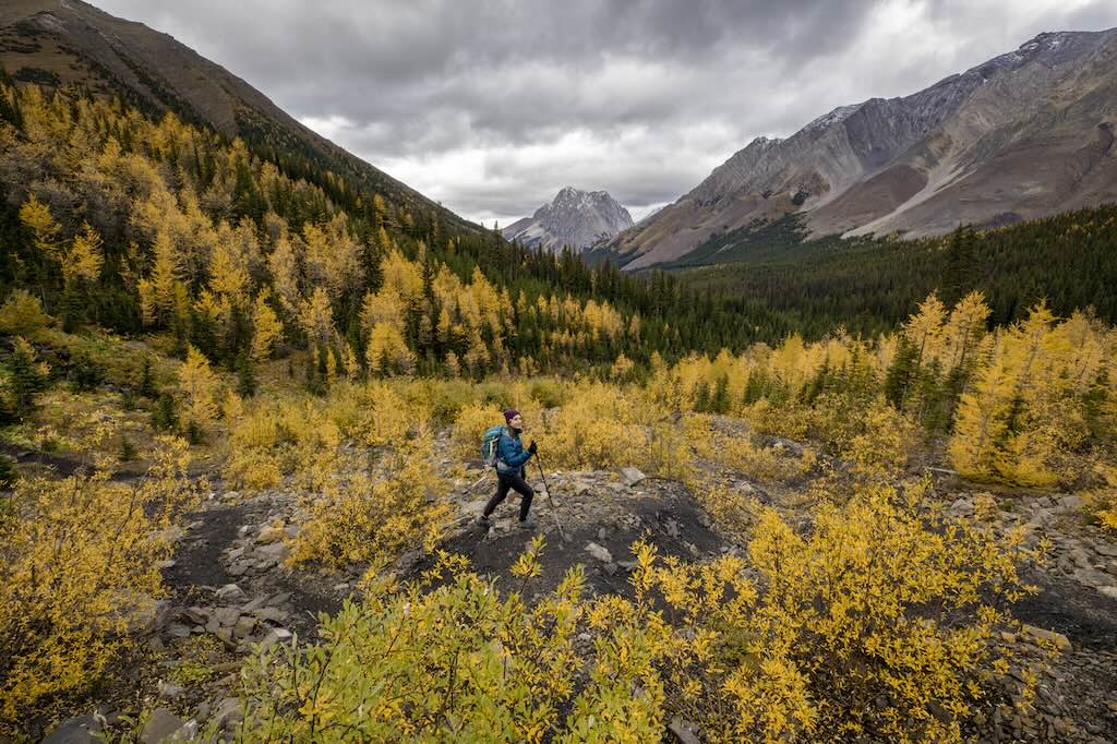 Hiking through larch trees on Pocaterra Ridge (Travel Alberta / Paul Zizka)